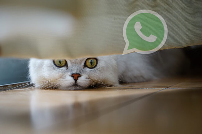 cara melihat story wa teman tanpa ketahuan